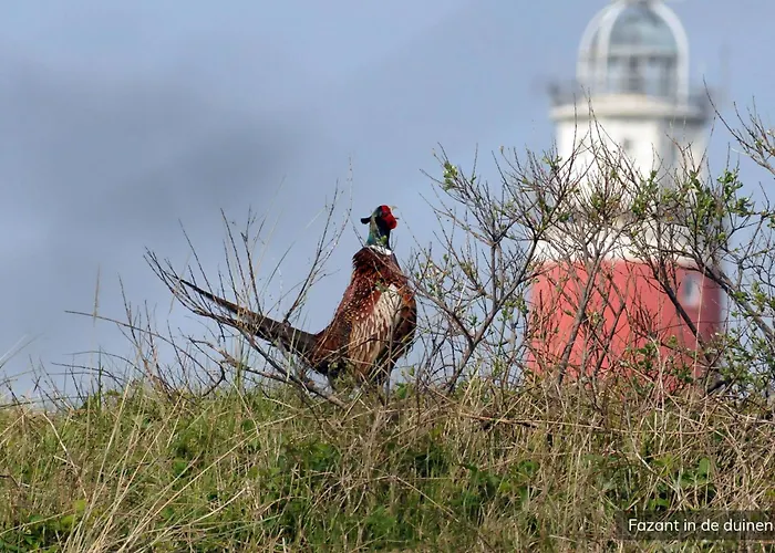 Holiday park De Krim Texel 4*